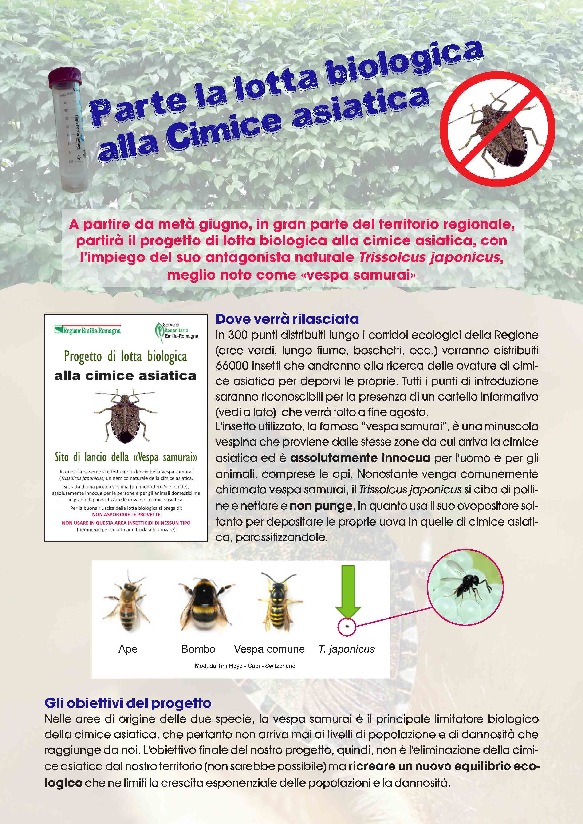 Parte la lotta biologica alla cimice asiatica
